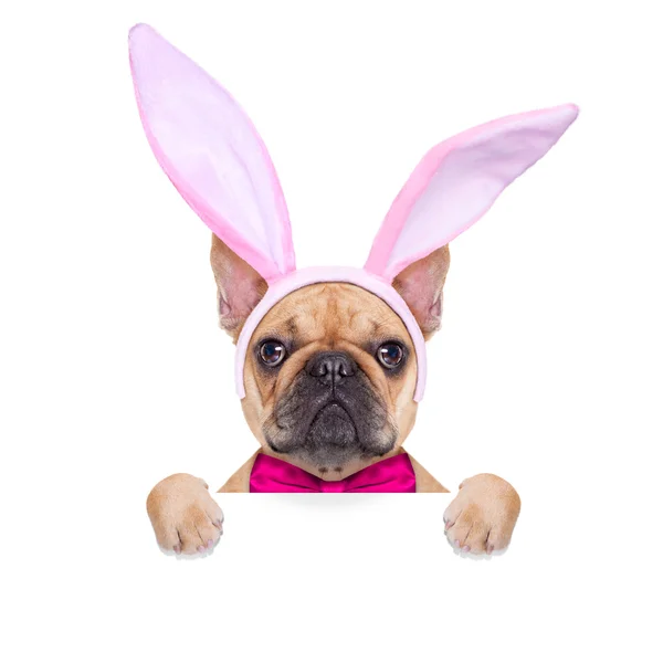 Bunny Paskalya kulakları köpek — Stok fotoğraf