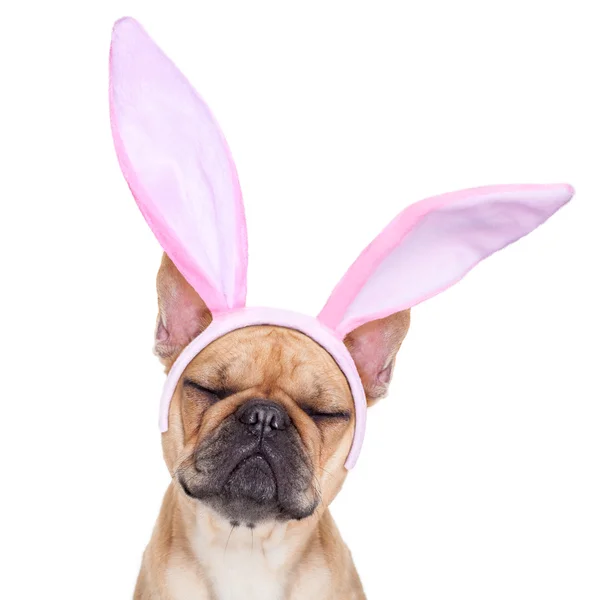 Bunny påsk öronen hund — Stockfoto