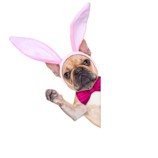 复活节兔子耳朵狗 — 图库照片