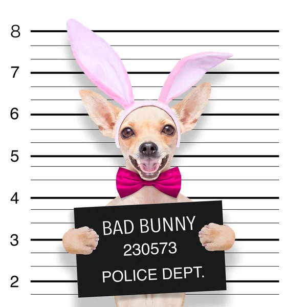 Easter mugshot dog — Stock Photo, Image