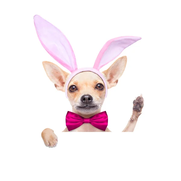 Bunny ears dog — Stock Photo, Image