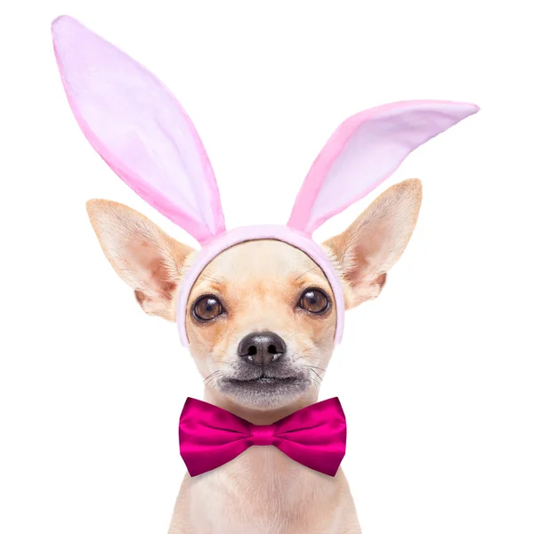 Bunny ears dog — Stock Photo, Image