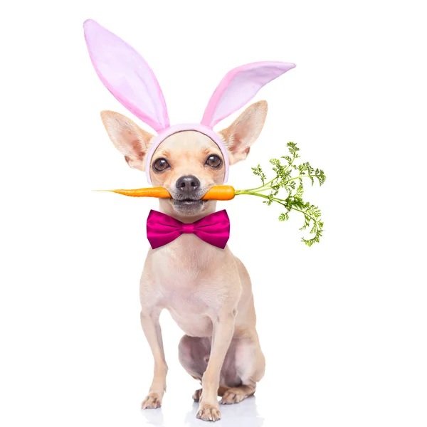 Bunny uszy psa — Zdjęcie stockowe
