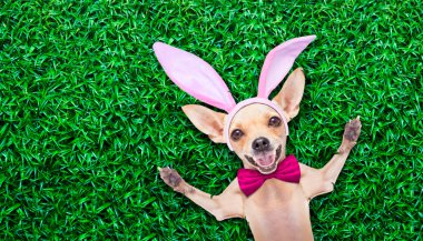 Paskalya yortusu yumurta bunny köpek