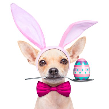 Paskalya yortusu yumurta bunny köpek
