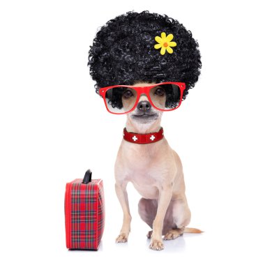 komik aptal tatil köpek 