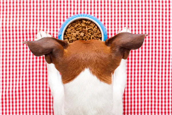 Tigela de comida para cães — Fotografia de Stock
