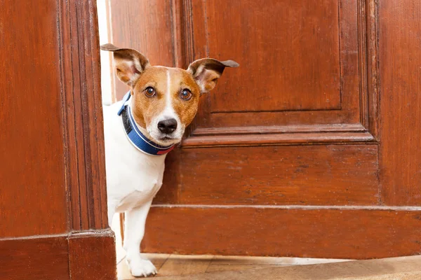 Pas op voor de hond — Stockfoto