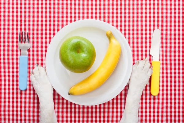 Tigela de comida para cães — Fotografia de Stock