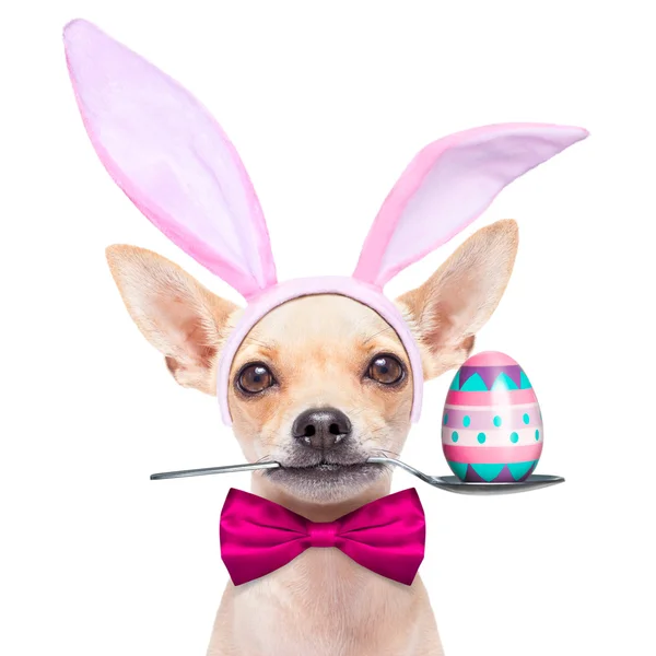 Easter egg bunny dog — Stock Photo, Image