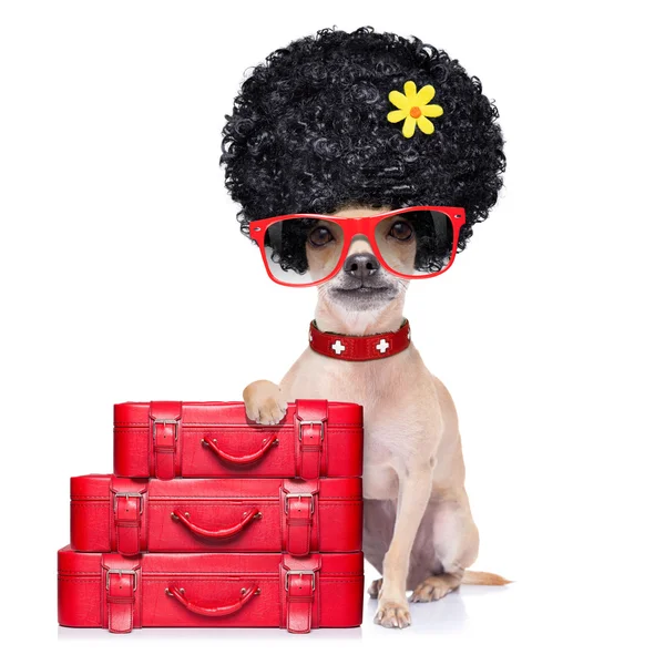 Funny dumb vacation dog — Stock Photo, Image