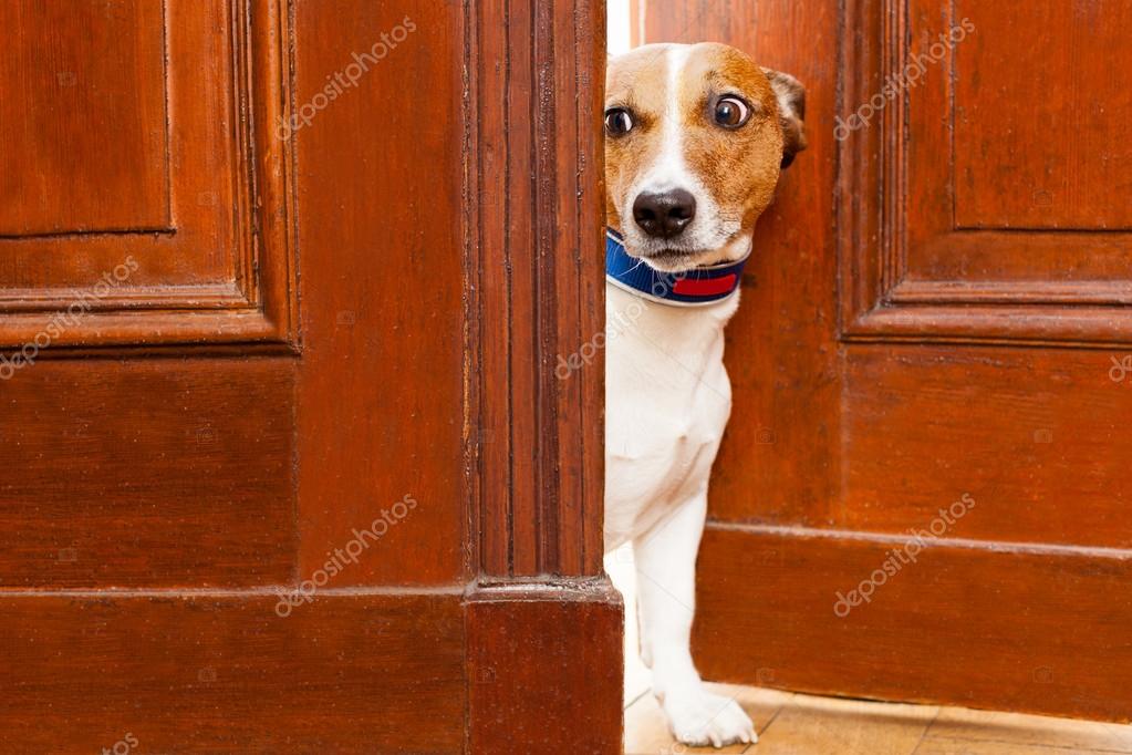 Nosy dog at the door — Stock Photo © damedeeso 66979517