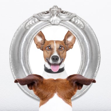 köpek, ayna