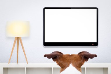 TV izlerken köpek
