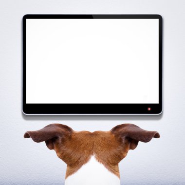 TV izlerken köpek