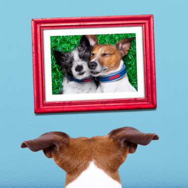 köpek aşık