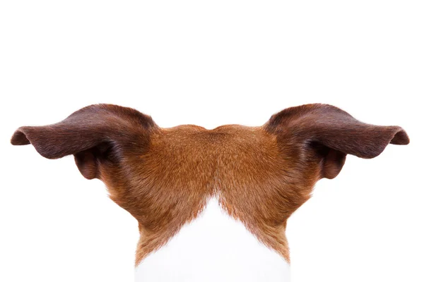 背中の後ろから犬 — ストック写真