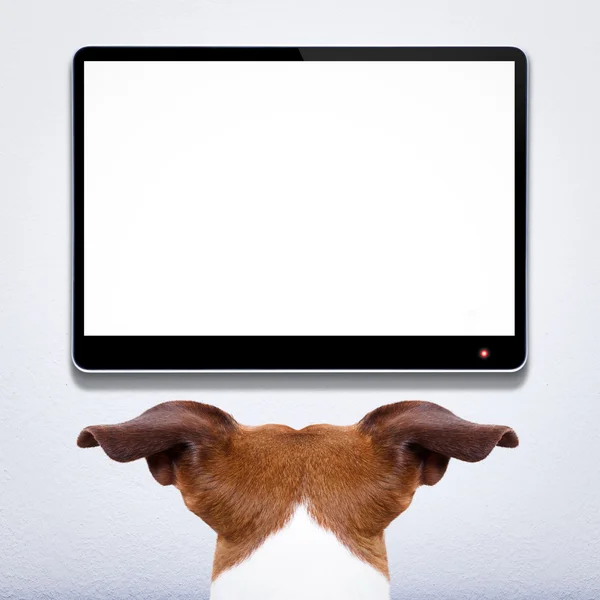 Собака смотрит телевизор — стоковое фото