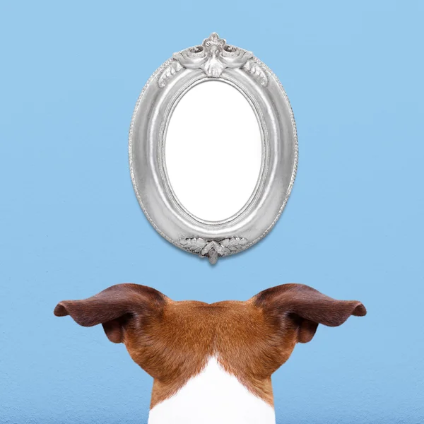 Собака смотрит в кадр — стоковое фото