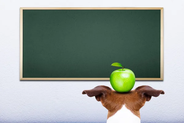 Cão na escola — Fotografia de Stock