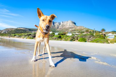 dog playing at the beach  clipart