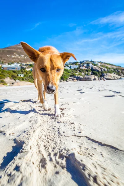 Perro jugando en la playa — Foto de Stock