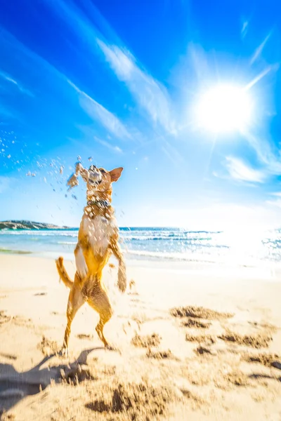 Plajda oynayan köpek — Stok fotoğraf