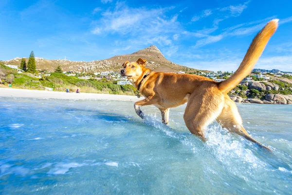 Cão brincando na praia — Fotografia de Stock