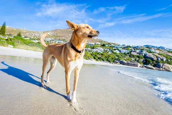 Собака грає на пляжі — стокове фото