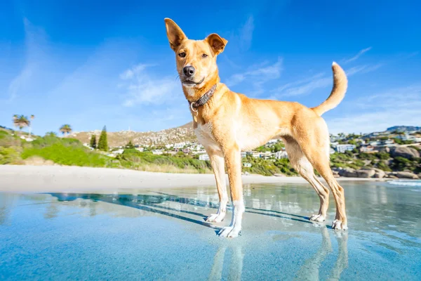 Pies gra na plaży — Zdjęcie stockowe
