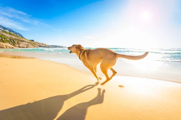 Perro jugando en la playa — Foto de Stock