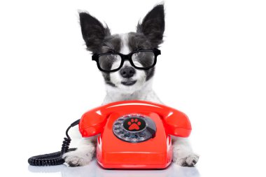 köpek telefon