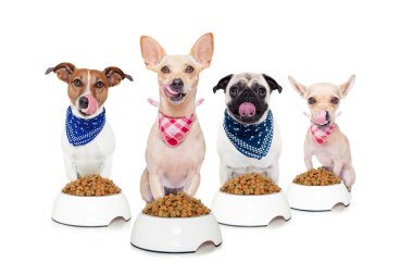 aç köpekler 