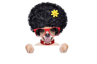 hippi köpek