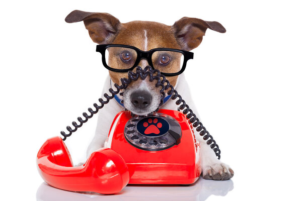 dog on the phone