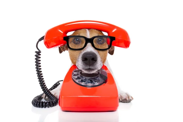 Hund am Telefon — Stockfoto