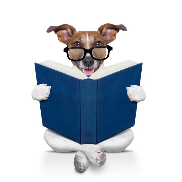 Собака читає книгу — стокове фото