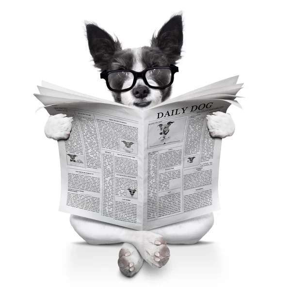 Hund liest Zeitung — Stockfoto