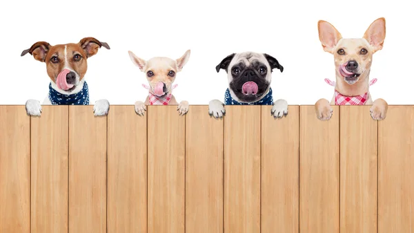 Hungry dogs — Stock Photo, Image