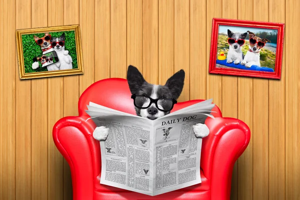 Собака читання газет — стокове фото