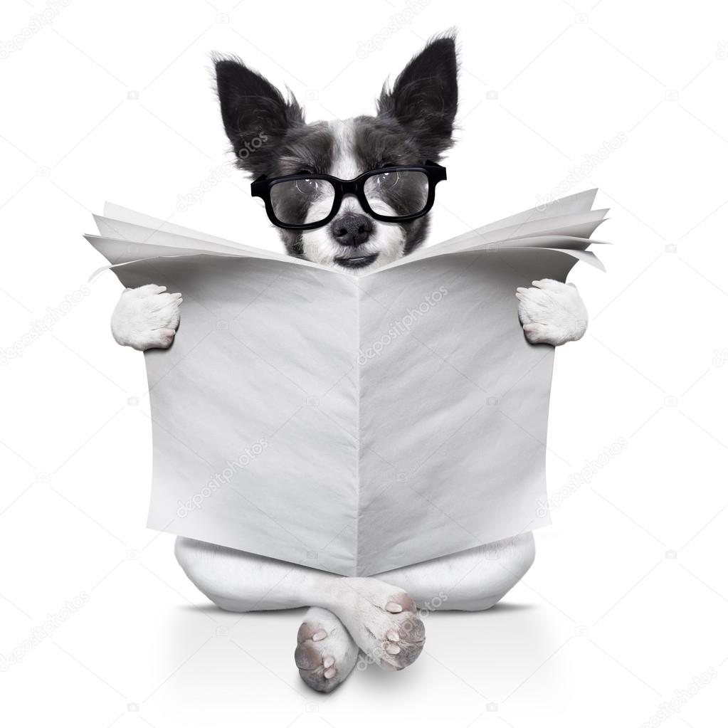 dog reading newspaper