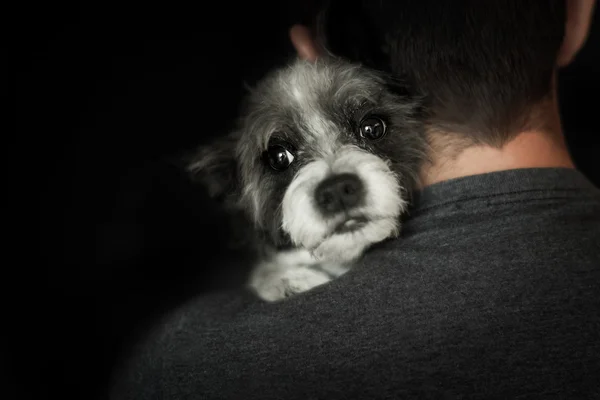 Cão e proprietário perto juntos — Fotografia de Stock