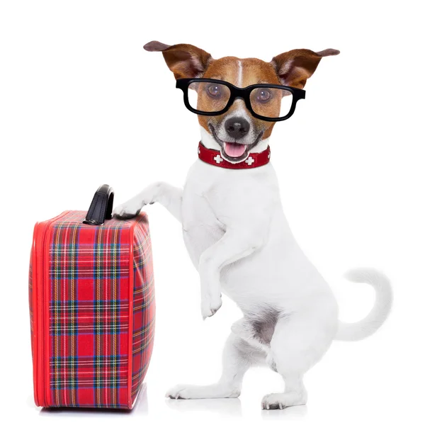 Hond met Bagage — Stockfoto