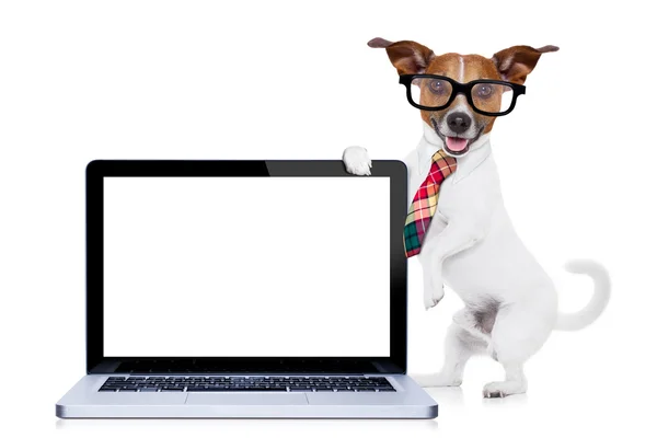 Businessman dog — Stock Photo, Image