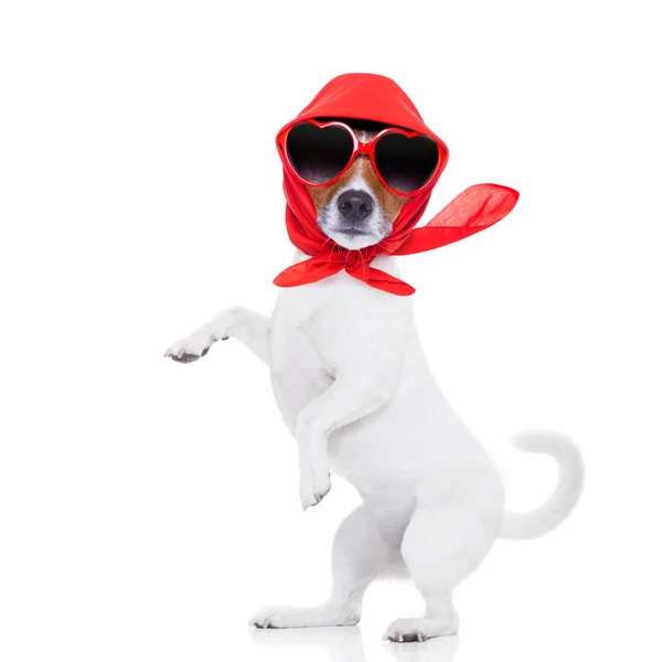 Lady diva dog — Stock Photo, Image