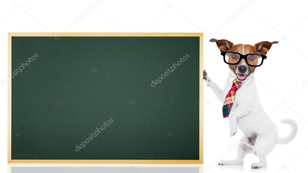 dog school teacher