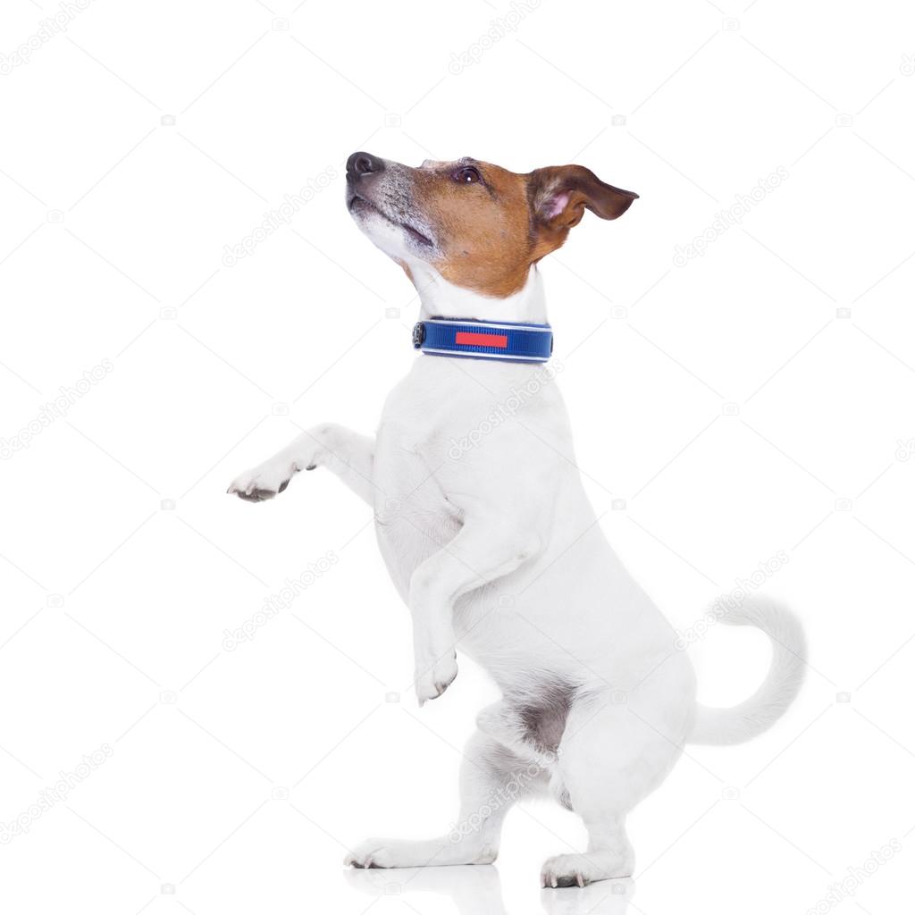 Dog begging — Stock Photo © damedeeso 69244365