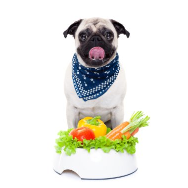 aç köpek sağlıklı kase ile