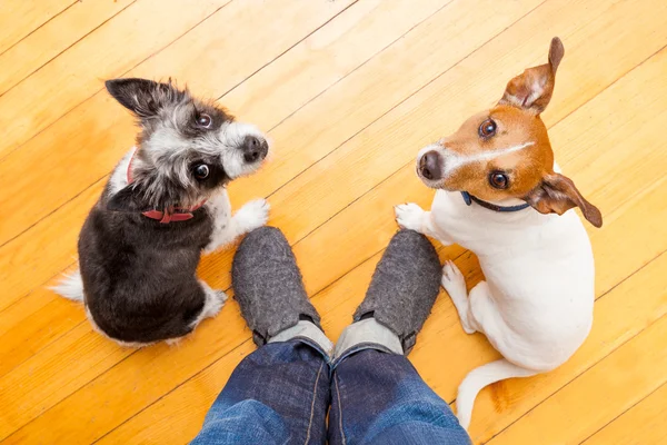 Dois cães e ower em casa — Fotografia de Stock