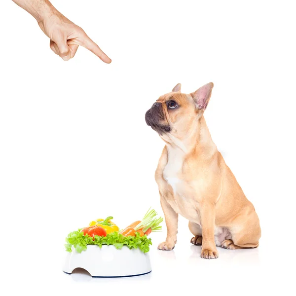 Perro hambriento con tazón saludable — Foto de Stock